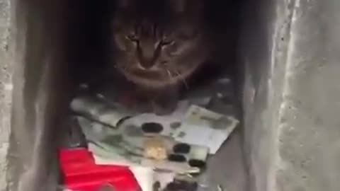 Cat not allowing cash withdrawal