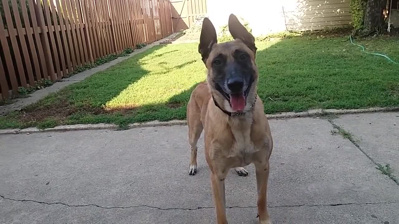 Before You Get A Belgian Malinois- WATCH THIS!!