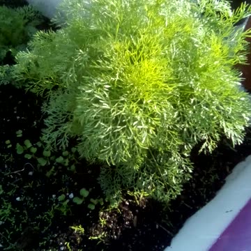 ammi visnaga. growing quickly