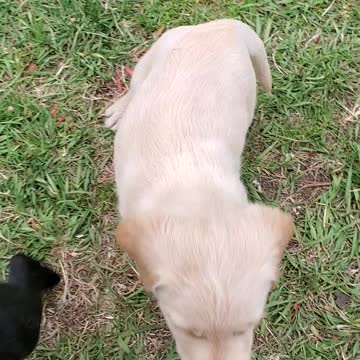 Labradoodle puppies playing with their sweet Papa