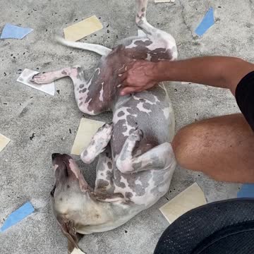 dog sleeps beside me