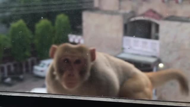 Curious Monkey Breaks Window