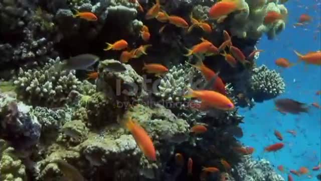 world of coral reefs. Diving in the Red Sea. .. الحياه البحريه روووووووعه