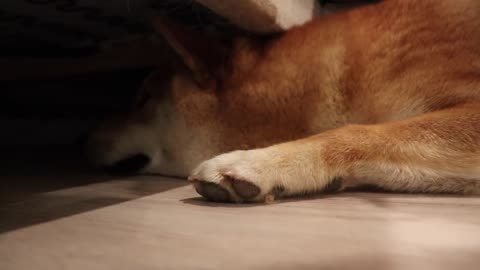 [Pepper the Shiba] all sounds a shiba can make