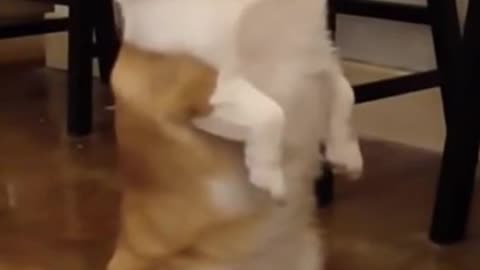 Dog Training from home - part 2 I dog training videos #shorts #dog training