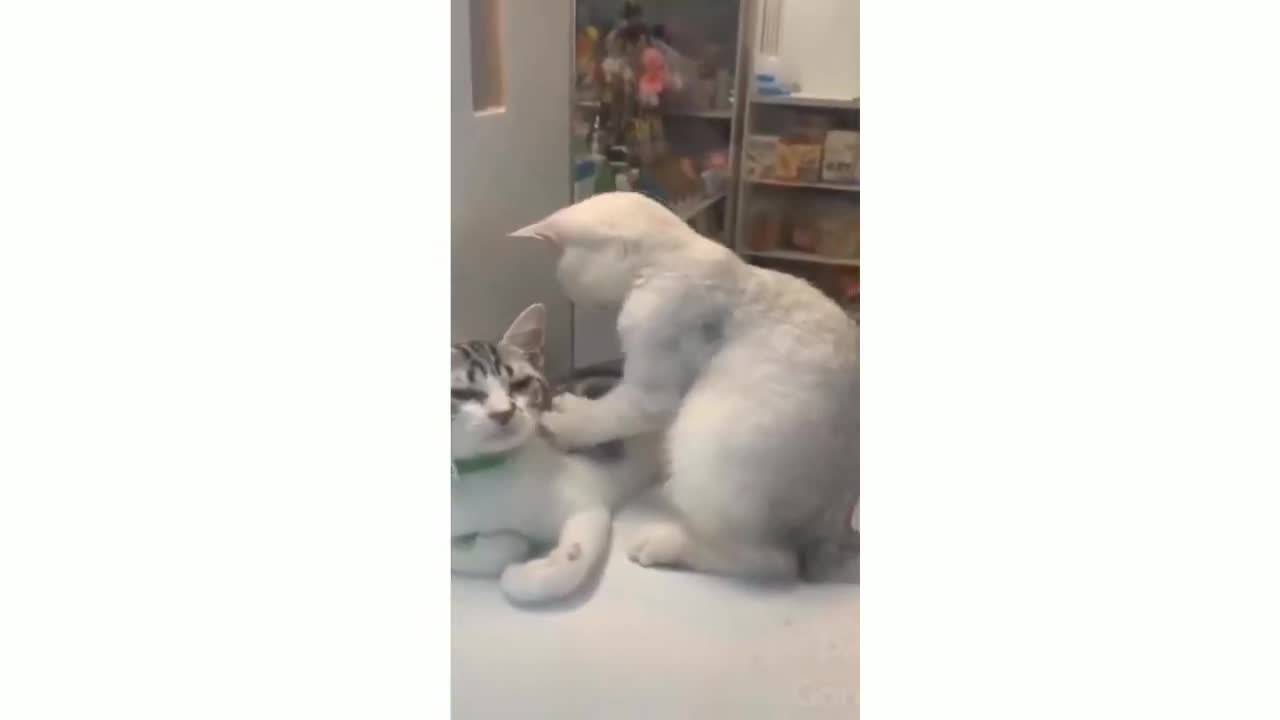 Cute cats funny video