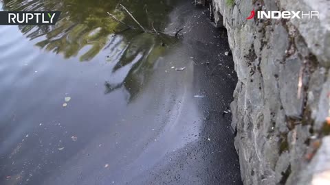 Njemačka: Zbog velikih vrućina u Hamburgu uginulo šest tona ribe