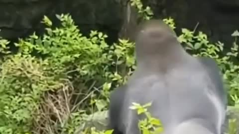 Gorilla