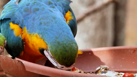 Follow up feeding a parrot