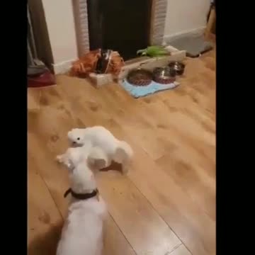 Acrobatics of a cat in front of a dog