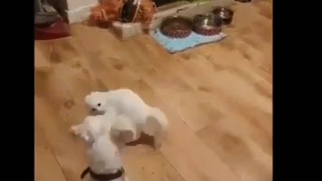 Acrobatics of a cat in front of a dog