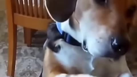 Funny cats and dos videos