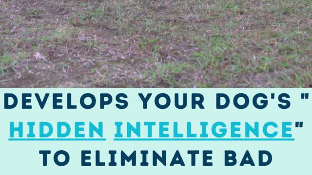 Develops your Dog Hidden Intelligence