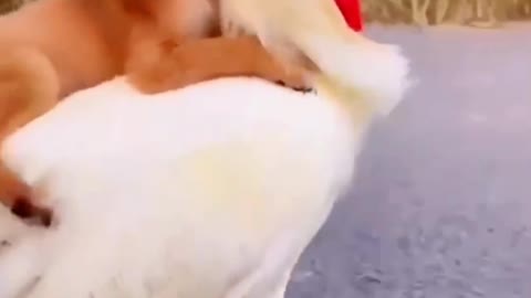 Funny puppy riding on cock