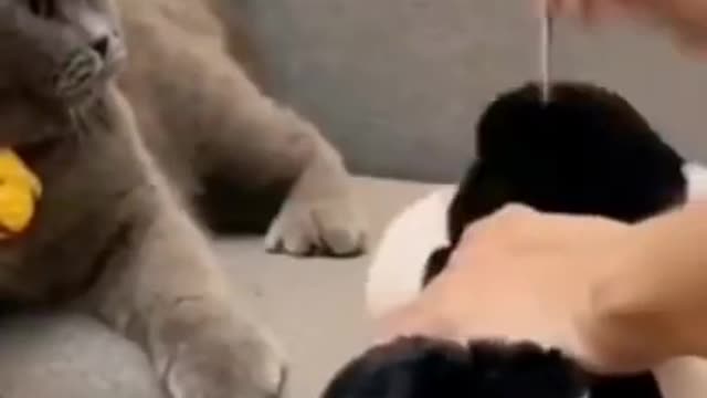 funny cat videos