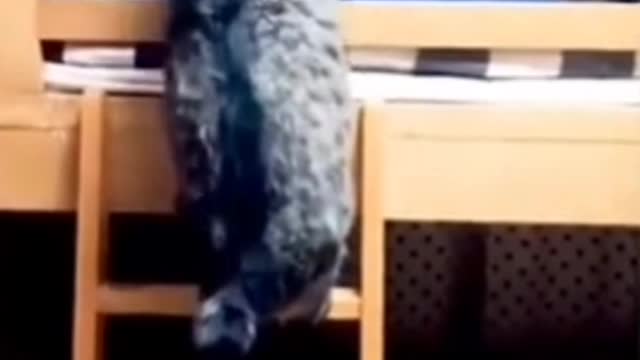 Funny cats 👌#shorts video 🐕🐴🖤🖤😻🐈
