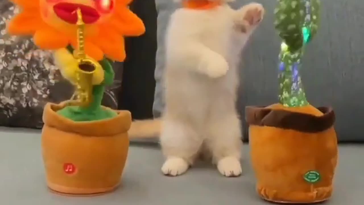 cute cat and kitten videos