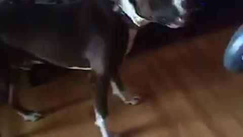 Dog is afraid of walkie talkie