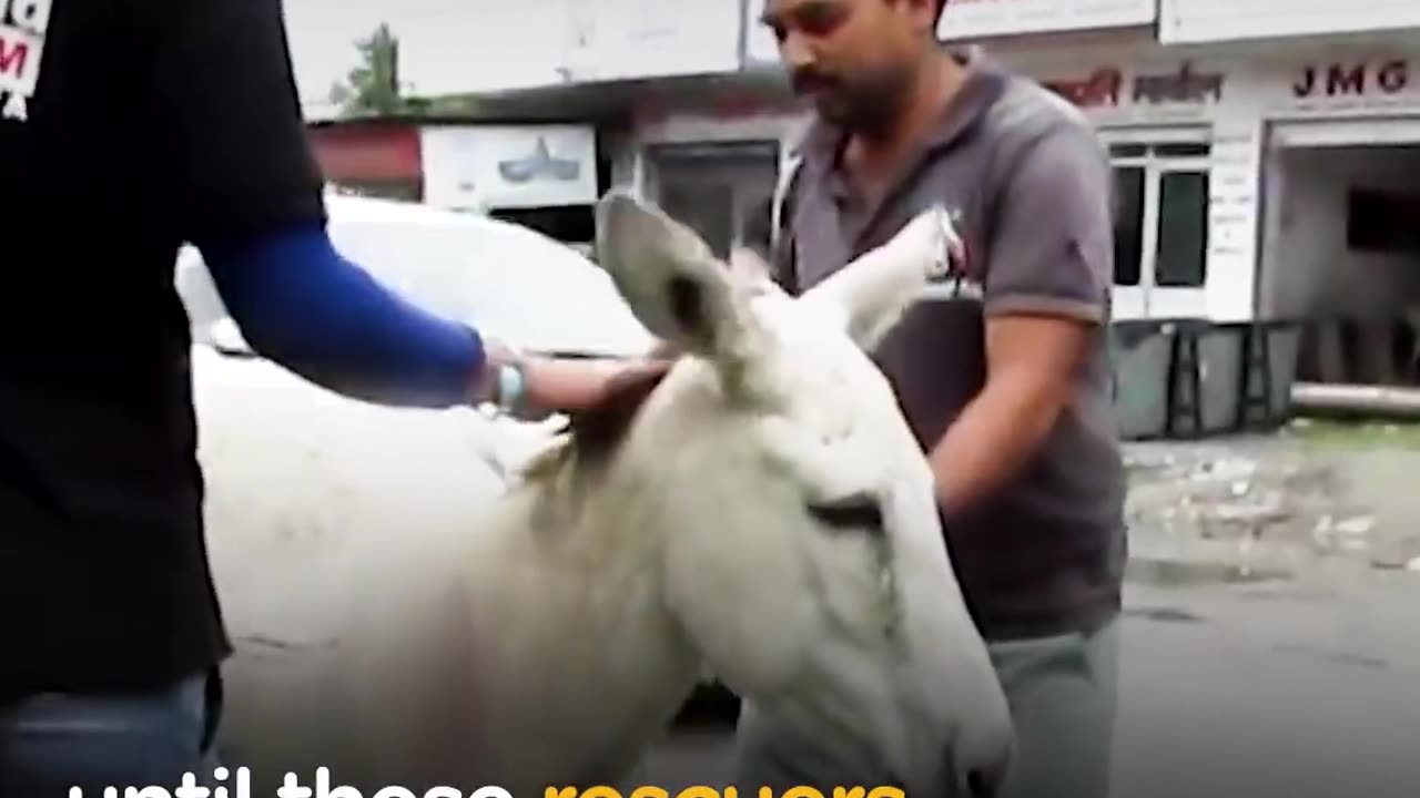 Animals Trapped In Traffic Get Saved By Brave People | The Dodo