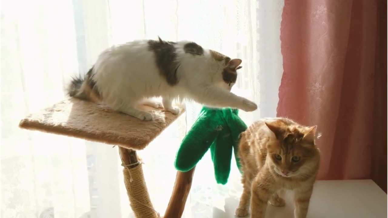 FUNNY CAT FIGHT #CAT #FUNNYCAT #COMEDY