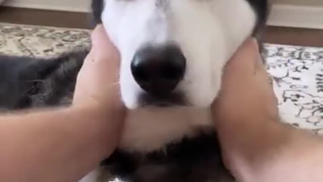 Very Cute Dog