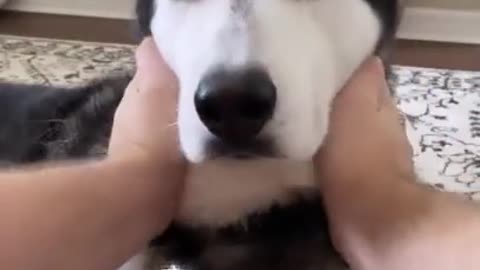 Very Cute Dog