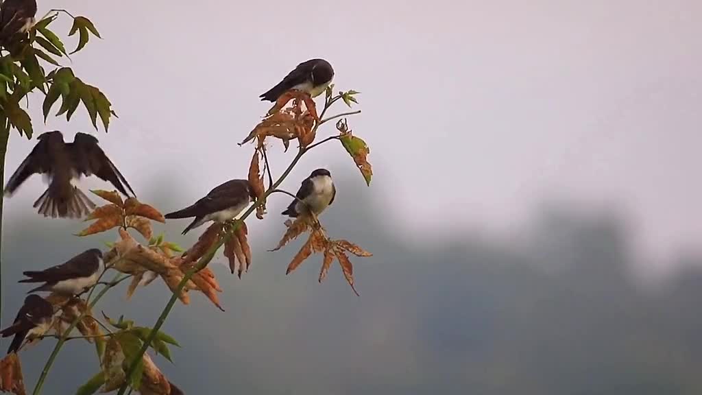 The breeze is fine, and the birds are jumping with joy on the branches