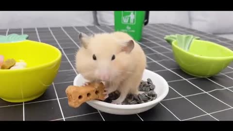 furry hamster