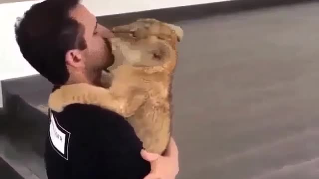 this cat is so insane most viral cat