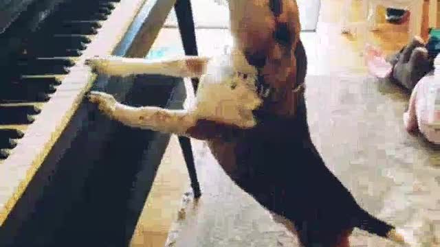 Dog playing piano with singing