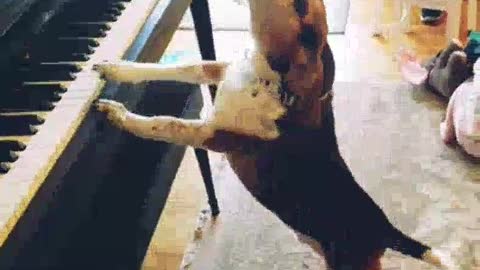 Dog playing piano with singing