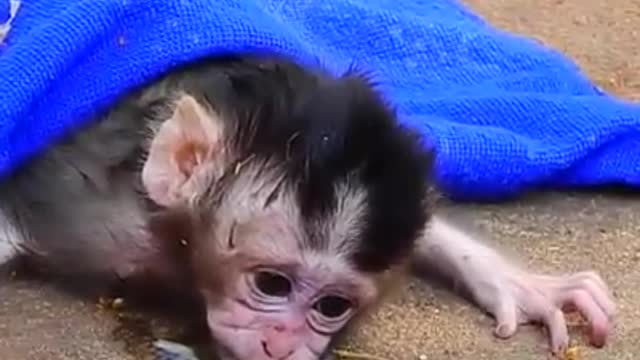 New born Monkey sad when leaving mother