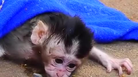 New born Monkey sad when leaving mother