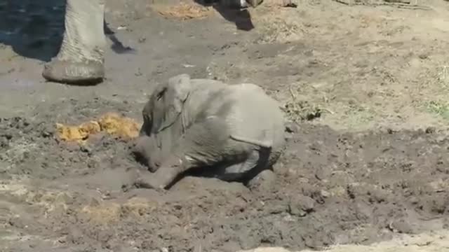 Baby elephant plonks down in the mud, struggles to get up