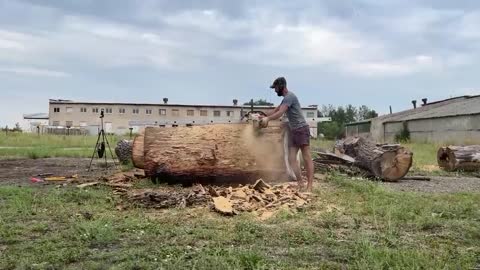 We work on this tree with a chainsaw