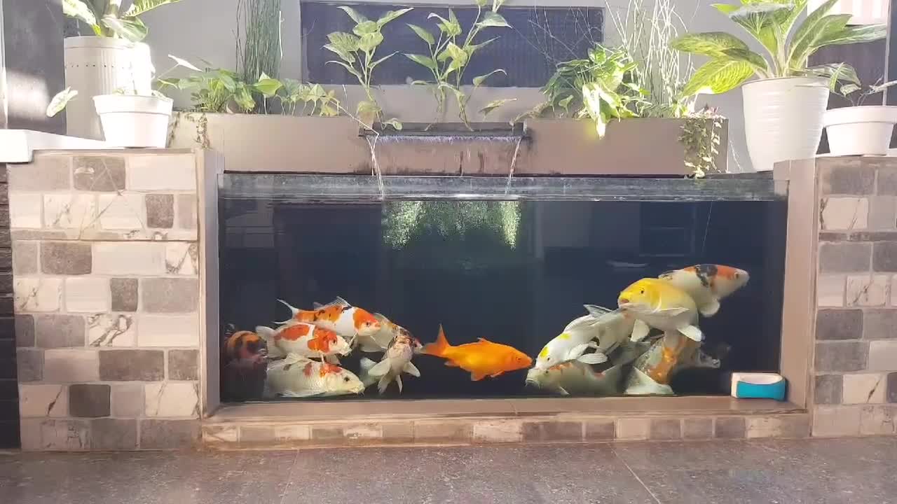 Koi fish pond collection
