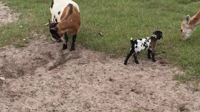 Baby Goats and Animals at the ranch