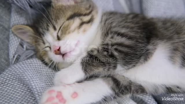 I hope you happy dreams baby kitten