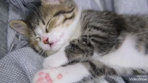 I hope you happy dreams baby kitten