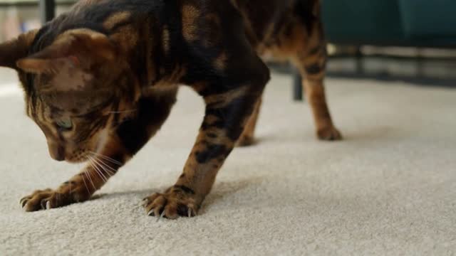 Bengal cat sharpening claws on carpet in living room