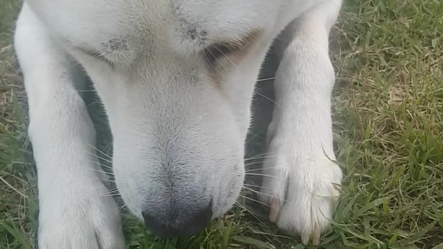 My puppy who eats chili peppers deliciously.