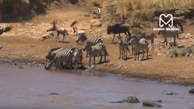 O GNU NÃO ESPERAVA QUE A ZEBRA FOSSE FAZER ISSO