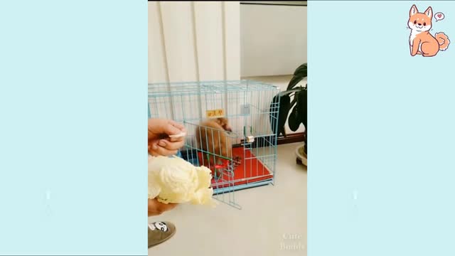 video de perrito