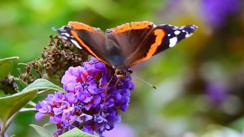 Pollination habitat