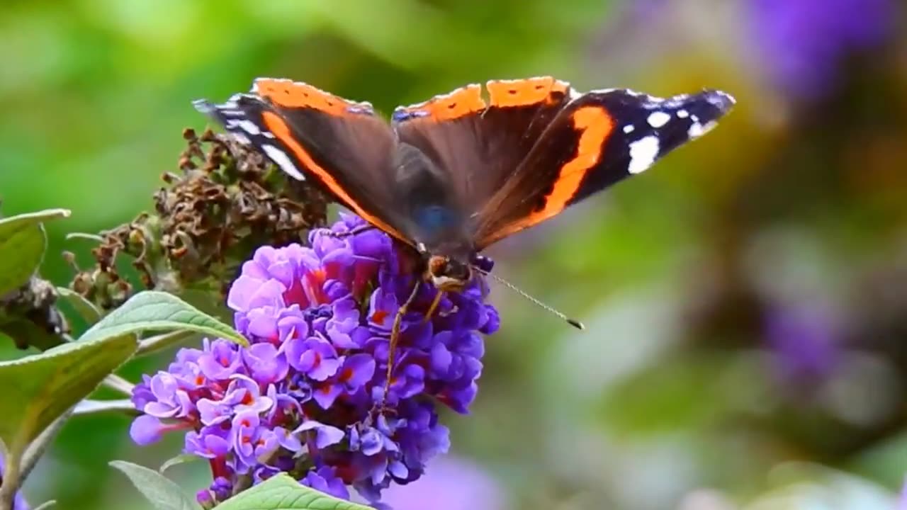 Pollination habitat