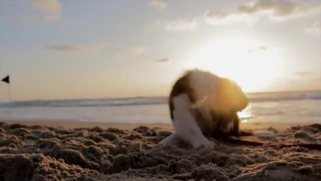 My little dog playing on the beach