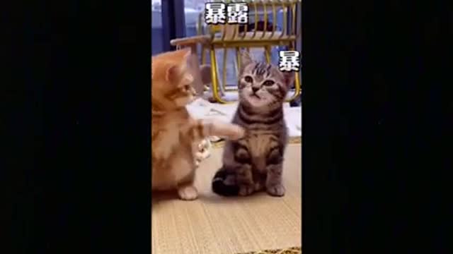 So Cute Cats ♥ Best Funny Cat Videos