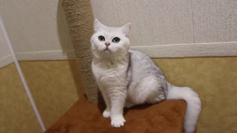 the cat story