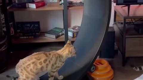 Cute cat running on wheel