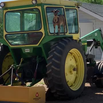 Baby goat climbs on top of tractor, can't figure out how to get down